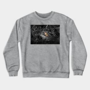Red-browned Finch_10499A Crewneck Sweatshirt